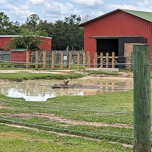 Safari Train - Indian rhino