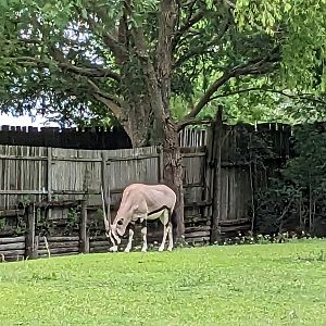 Safari Train - Gemsbok