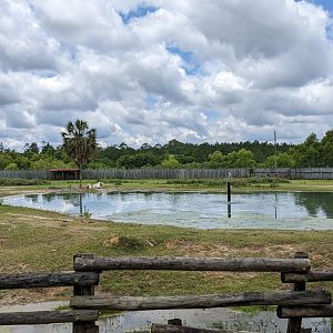 Safari Train - African yard