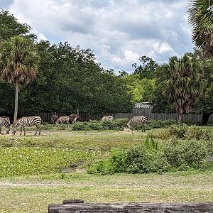 Safari Train - African yard (zebra and ostrich)
