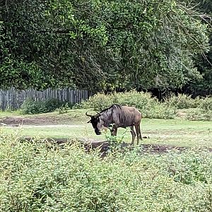 Safari Train - African Yard (genu)