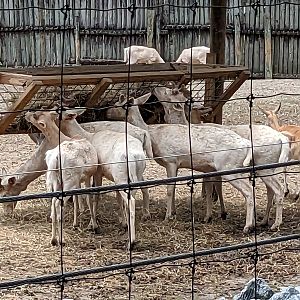 Safari Train - Asian yard (fallow deer)