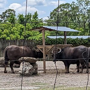 Safari Train - Asian yard (water buffalo)