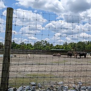 Safari Train - Asian yard