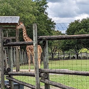 Safari Train - Giraffe