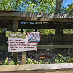 Alapaha Trail - Fennec fox