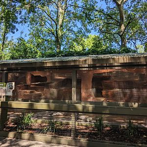 Alapaha Trail - raccoon