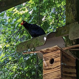 Alapaha Trail - Bird House