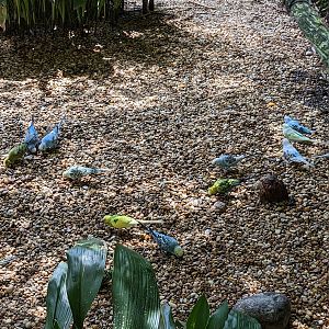 Alapaha Trail - Bird House