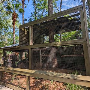 Alapaha Trail -ring tailed lemur