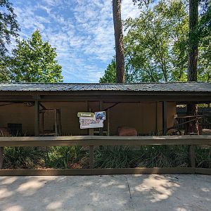 Alapaha Trail - coati