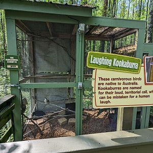 Alapaha Trail - kookaburra