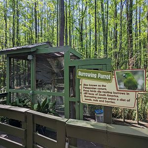 Alapaha Trail - burrowing parrot