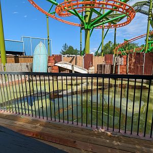 Alapaha Trail - American alligator