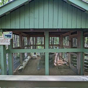 Alapaha Trail - skunk