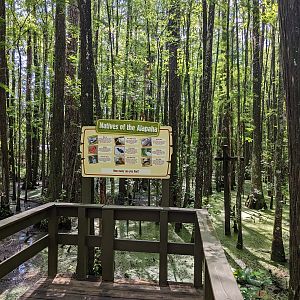 Alapaha Trail - wild animal sign