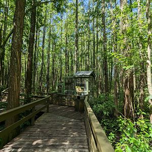 Alapaha Trail - boardwalk entrance