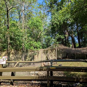 Alapaha Trail - sandhill crane aviary