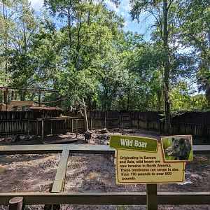 Alapaha Trail - wild boar