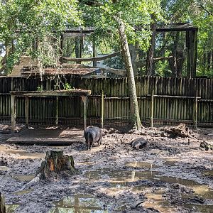 Alapaha Trail - wild boar