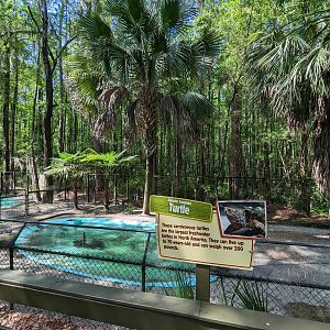 Alapaha Trail - alligator snapping turtle