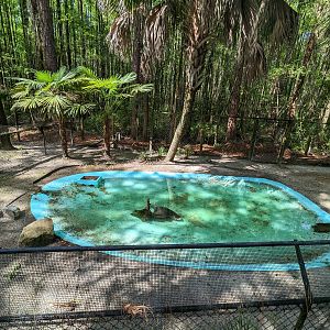 Alapaha Trail - alligator snapping turtle