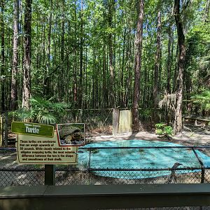 Alapaha Trail - common snapping turtle and cooters