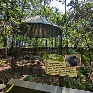 Alapaha Trail - Indian crested porcupine