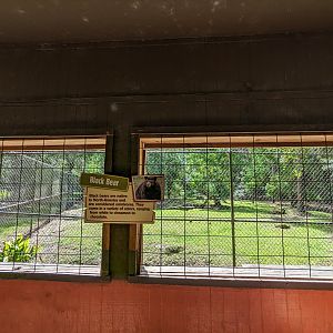 Alapaha Trail - American black bear
