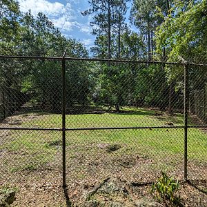 Alapaha Trail - American black bear habitat