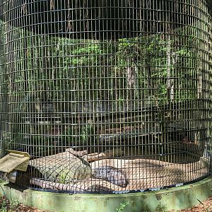 Alapaha Trail - Indian crested porcupine