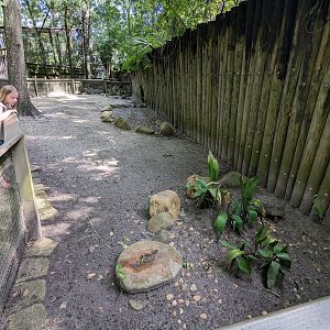Alapaha Trail - red footed tortoise