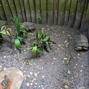 Alapaha Trail - red footed tortoise