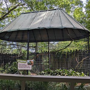 Alapaha Trail - red tailed hawk