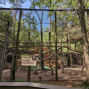 Alapaha Trail - green monkey