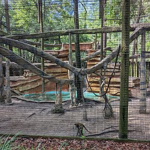 Alapaha Trail - green monkey