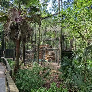 Alapaha Trail - green monkey