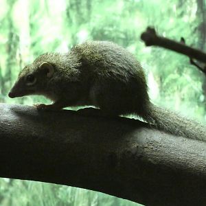 Belanger's tree shrew