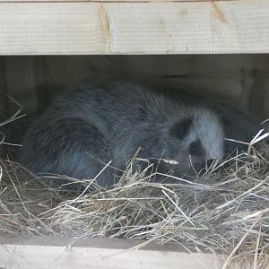 Northern Luzon cloud rat