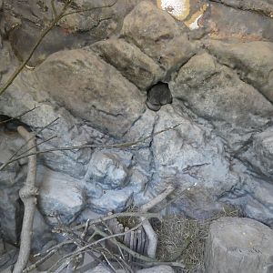 Chinchilla enclosure