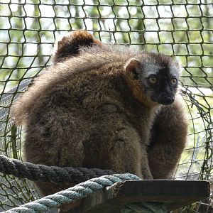 Red-fronted lemur