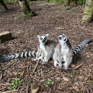 Ring-tailed lemur
