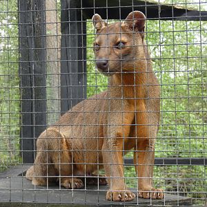 Fossa