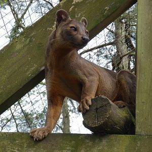 Fossa