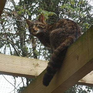 Scottish wildcat