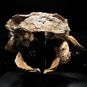 Zuul crurivastator  ROM 75860