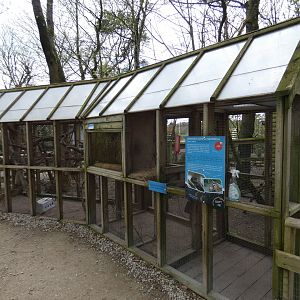 Swinhoe's striped squirrel enclosure