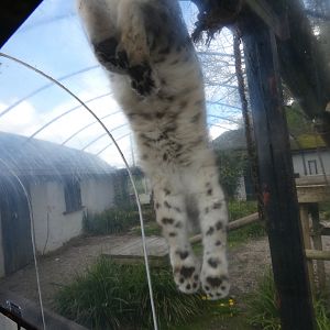 Snow leopard sliding down viewing tunnel