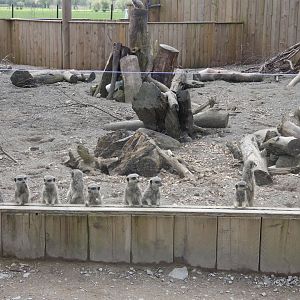 Meerkats