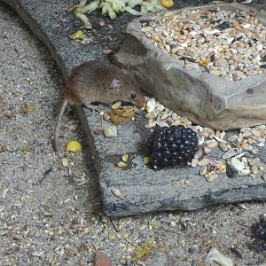 Harvest mouse